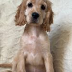 Sierra-female-English-Cocker-Spaniel-puppy-for-sale-6
