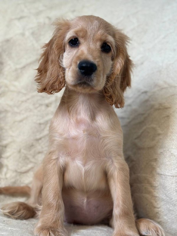 Sierra English Cocker Spaniel