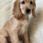 Sierra-female-English-Cocker-Spaniel-puppy-for-sale-7
