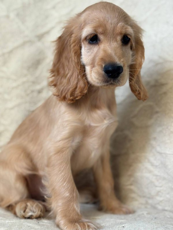 Sierra English Cocker Spaniel