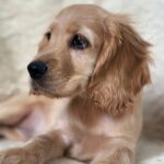Sierra-female-English-Cocker-Spaniel-puppy-for-sale-8