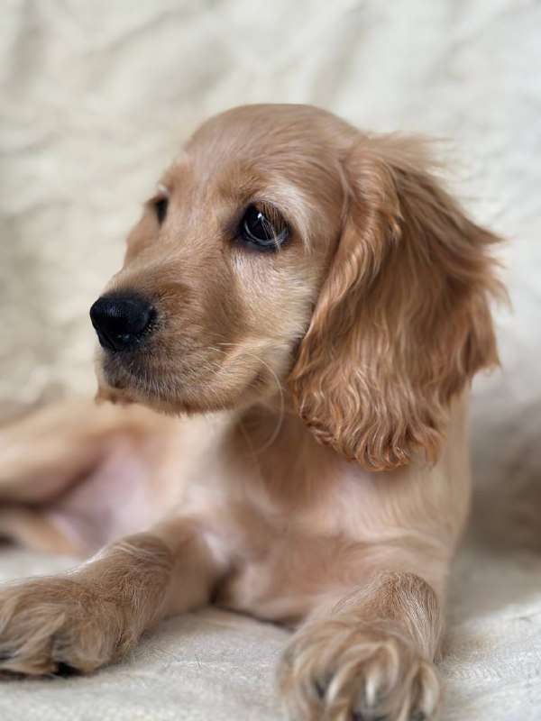 Sierra English Cocker Spaniel