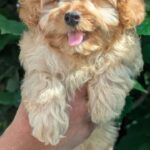 Sierra-female-Maltipoo-puppy-for sale-1
