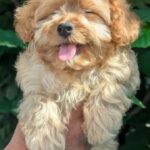 Sierra-female-Maltipoo-puppy-for sale-2