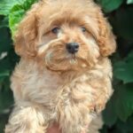 Sierra-female-Maltipoo-puppy-for sale-3