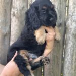 Snoop-male-English-Cocker-Spaniel-puppy-for-sale-1