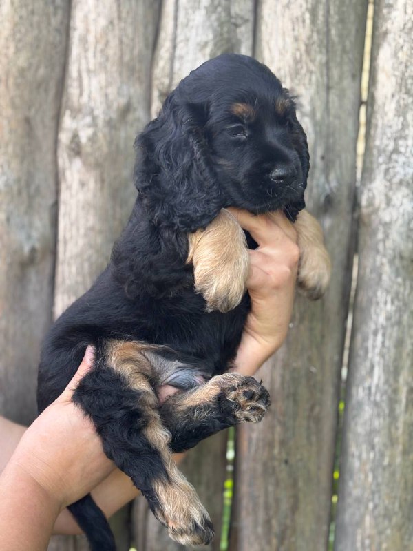 Snoop English Cocker Spaniel Snoop English Cocker Spaniel