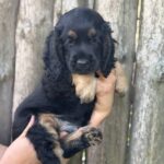 Snoop-male-English-Cocker-Spaniel-puppy-for-sale-2