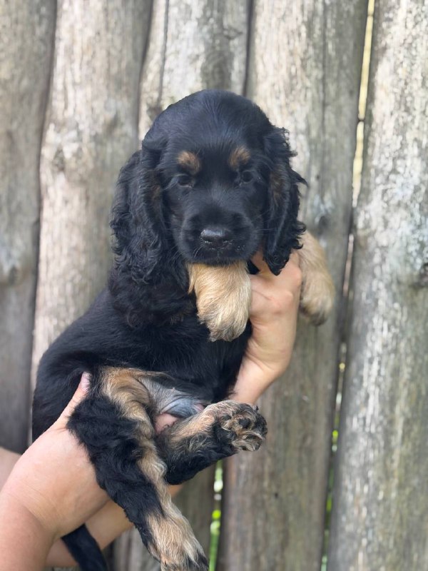Snoop English Cocker Spaniel Snoop English Cocker Spaniel