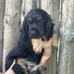 Snoop-male-English-Cocker-Spaniel-puppy-for-sale-3