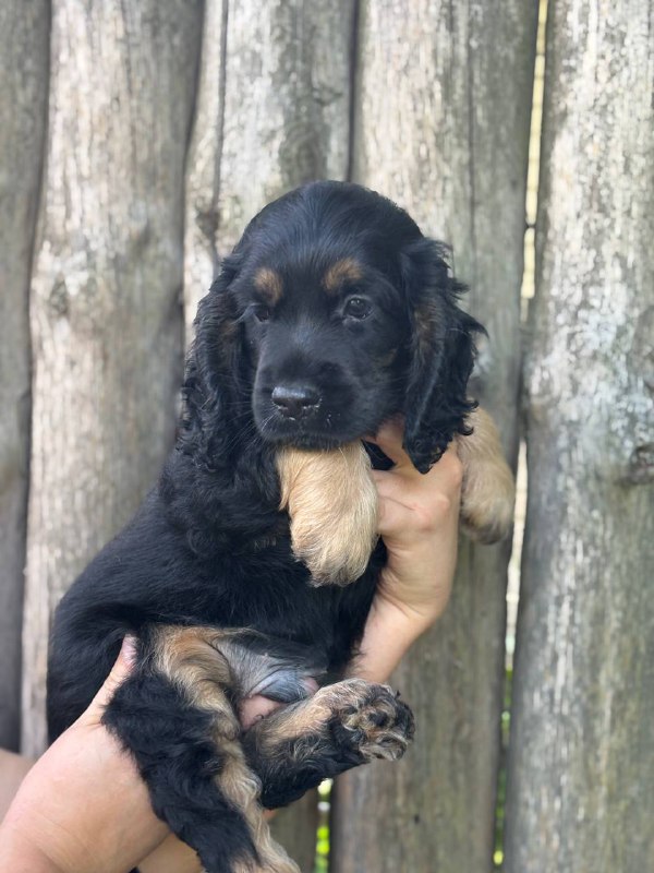 Snoop English Cocker Spaniel Snoop English Cocker Spaniel