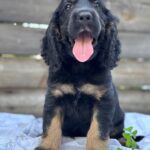 Sierra English Cocker Spaniel