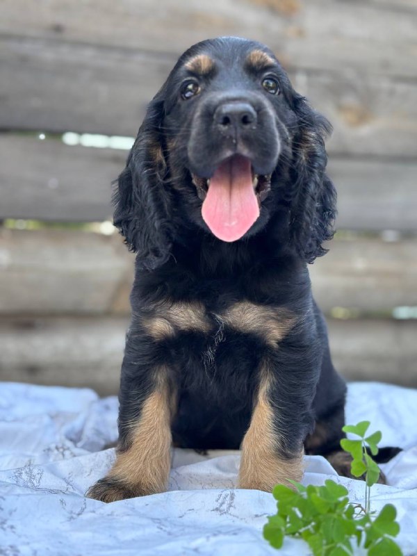 Snoop English Cocker Spaniel Snoop English Cocker Spaniel
