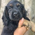 Snoop-male-English-Cocker-Spaniel-puppy-for-sale-5