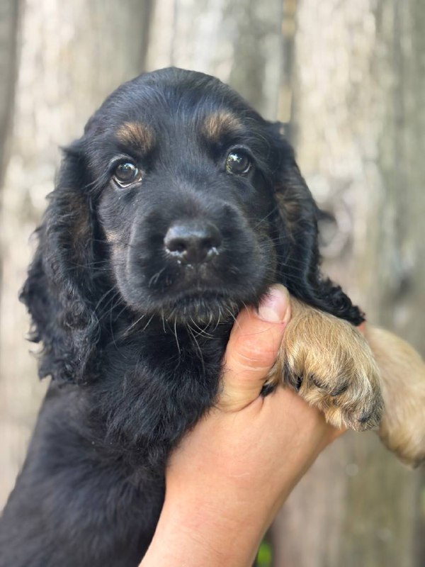 Snoop English Cocker Spaniel Snoop English Cocker Spaniel