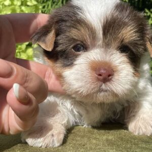 Sola Yorkshire Terrier