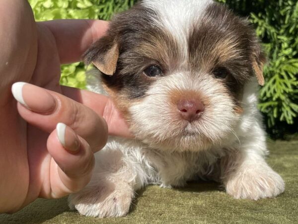 Sola Yorkshire Terrier