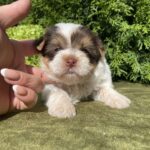 Sola-female-Yorkshire-Terrier-puppy-for-sale-2