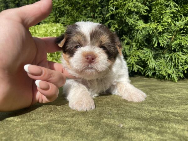 Sola Yorkshire Terrier