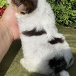 Sola-female-Yorkshire-Terrier-puppy-for-sale-3