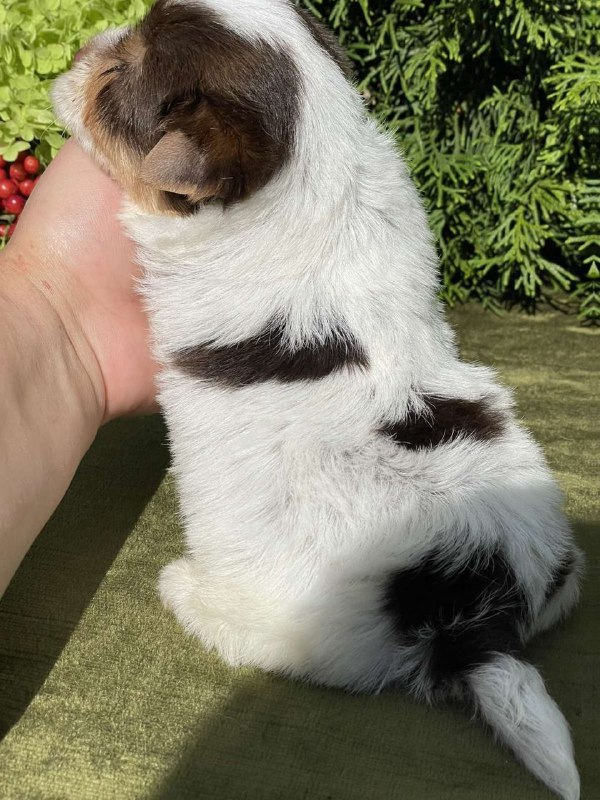 Sola Yorkshire Terrier