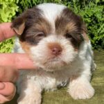 Sola-female-Yorkshire-Terrier-puppy-for-sale-4