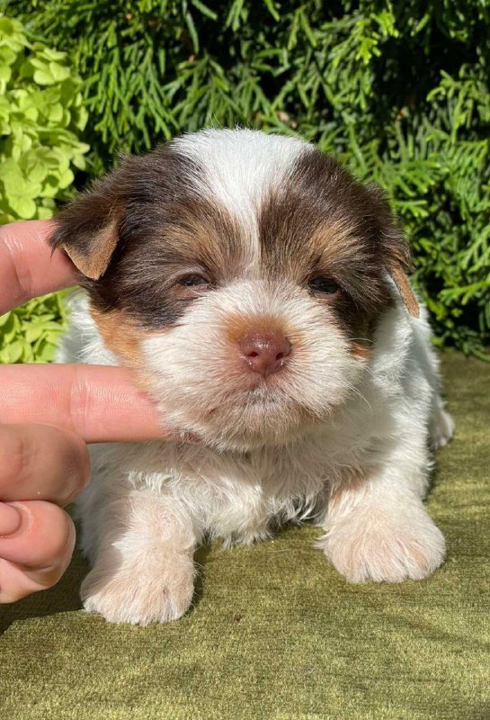 Sola Yorkshire Terrier