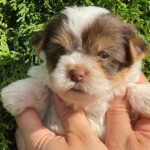 Sola-female-Yorkshire-Terrier-puppy-for-sale-5