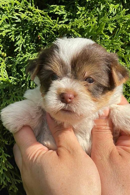 Sola Yorkshire Terrier