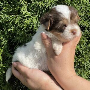 Sola Yorkshire Terrier