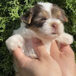 Sola-female-Yorkshire-Terrier-puppy-for-sale-7