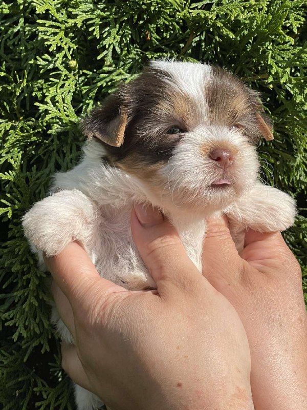 Sola Yorkshire Terrier