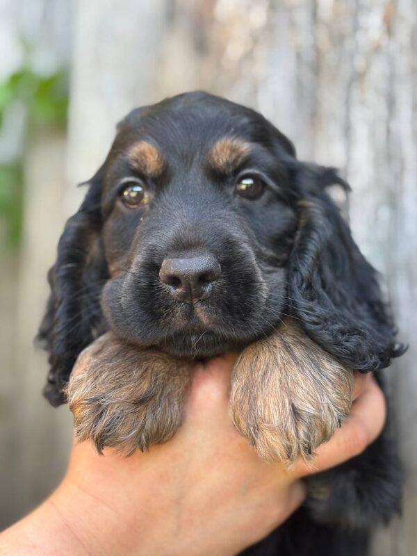 Spike English Cocker Spaniel
