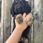 Spike-male-English-Cocker-Spaniel-puppy-for-sale-2