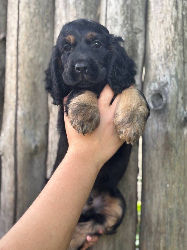 Spike English Cocker Spaniel