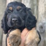 Spike-male-English-Cocker-Spaniel-puppy-for-sale-3