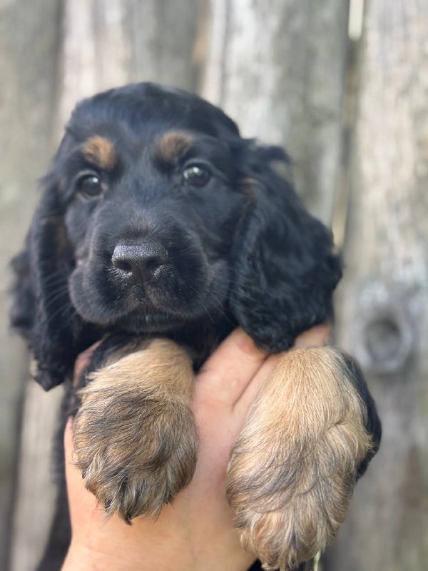Spike English Cocker Spaniel