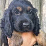 Spike-male-English-Cocker-Spaniel-puppy-for-sale-4