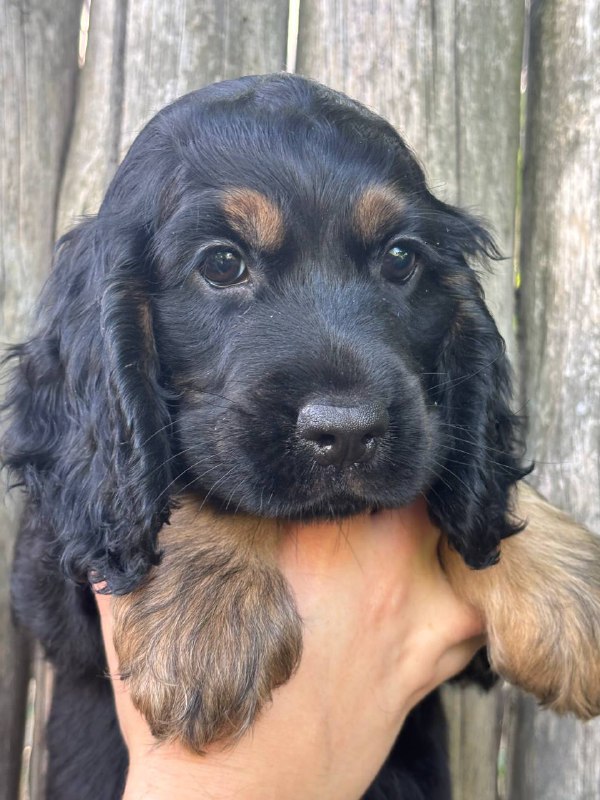 Spike English Cocker Spaniel