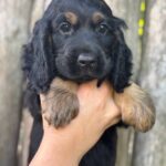 Spike-male-English-Cocker-Spaniel-puppy-for-sale-5