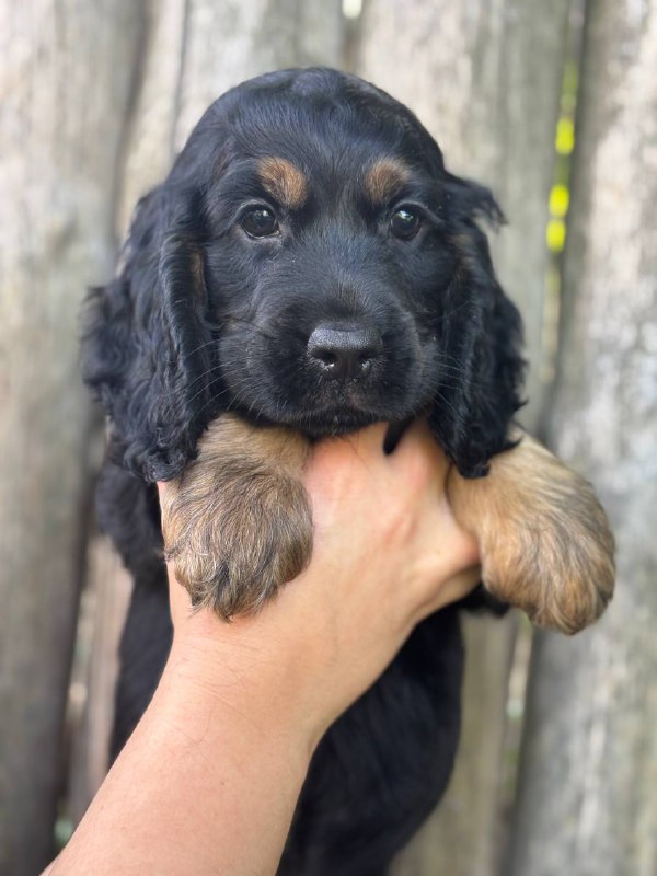 Spike English Cocker Spaniel