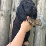 Spike-male-English-Cocker-Spaniel-puppy-for-sale-6