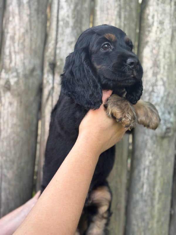 Spike English Cocker Spaniel
