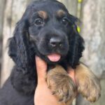 Spike-male-English-Cocker-Spaniel-puppy-for-sale-7