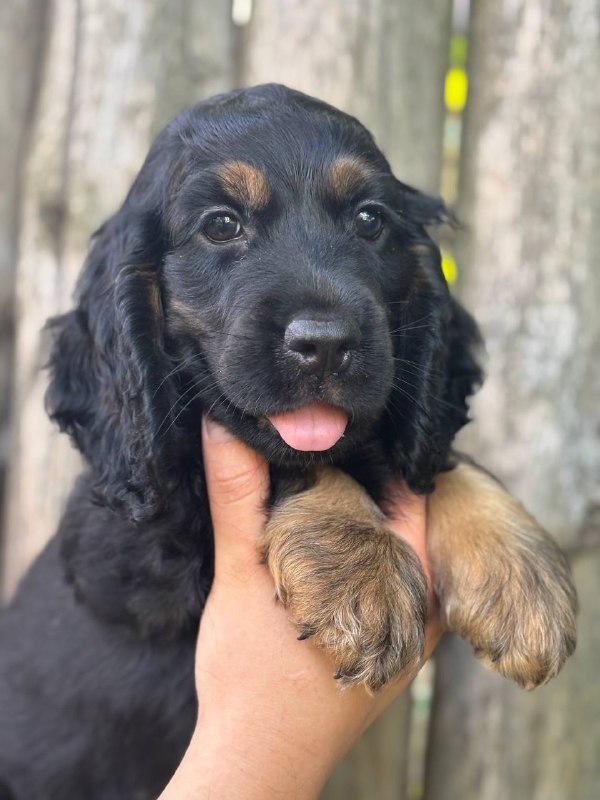 Spike English Cocker Spaniel