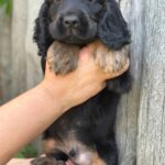 Spike-male-English-Cocker-Spaniel-puppy-for-sale-8