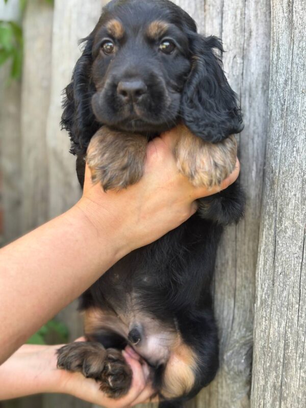 Spike English Cocker Spaniel