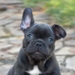 Ella French Bulldog