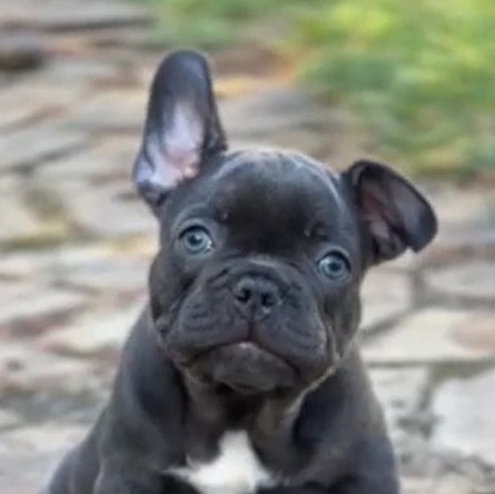 Sugar French Bulldog Sugar French Bulldog