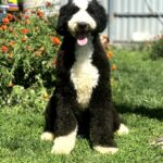 Sultan-male-Labradoodle-puppy-for-sale-1